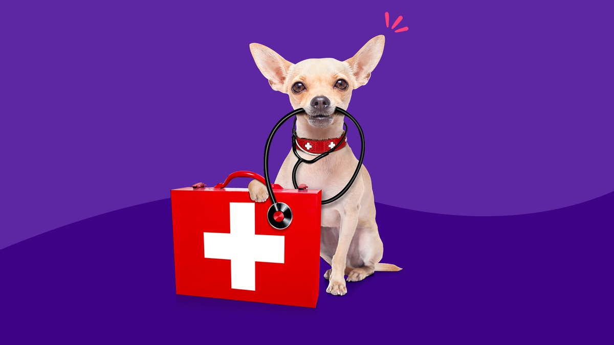 Vexa como crear un kit de primeiros auxilios para mascotas (e por que debería)